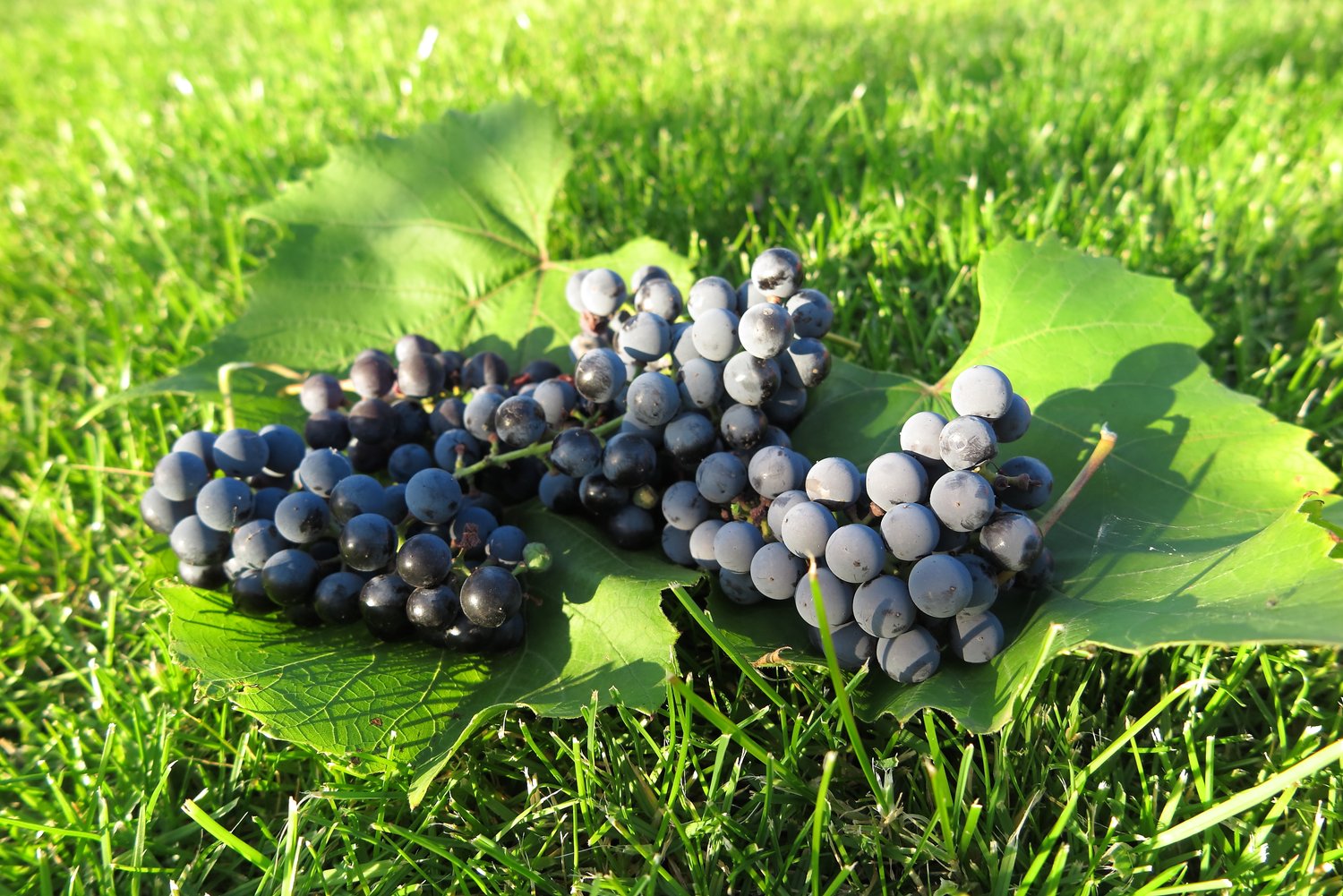 Vitis (Labrusca-Gruppen) 'Zilga' E