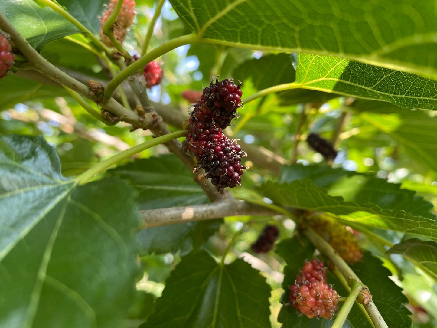 Morus MOJO BERRY