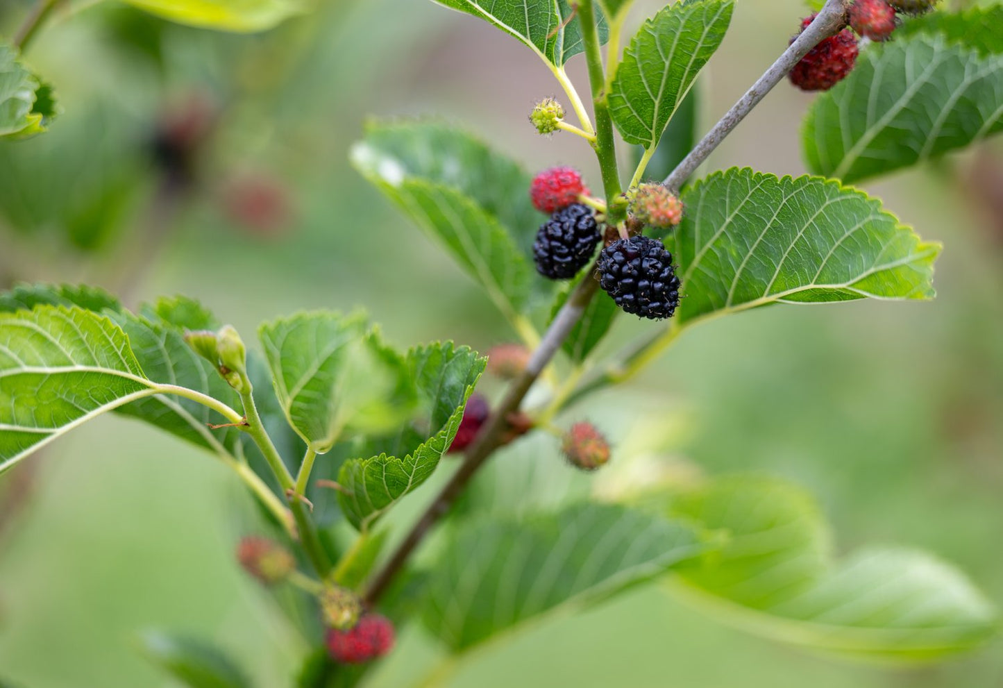 Morus MOJO BERRY