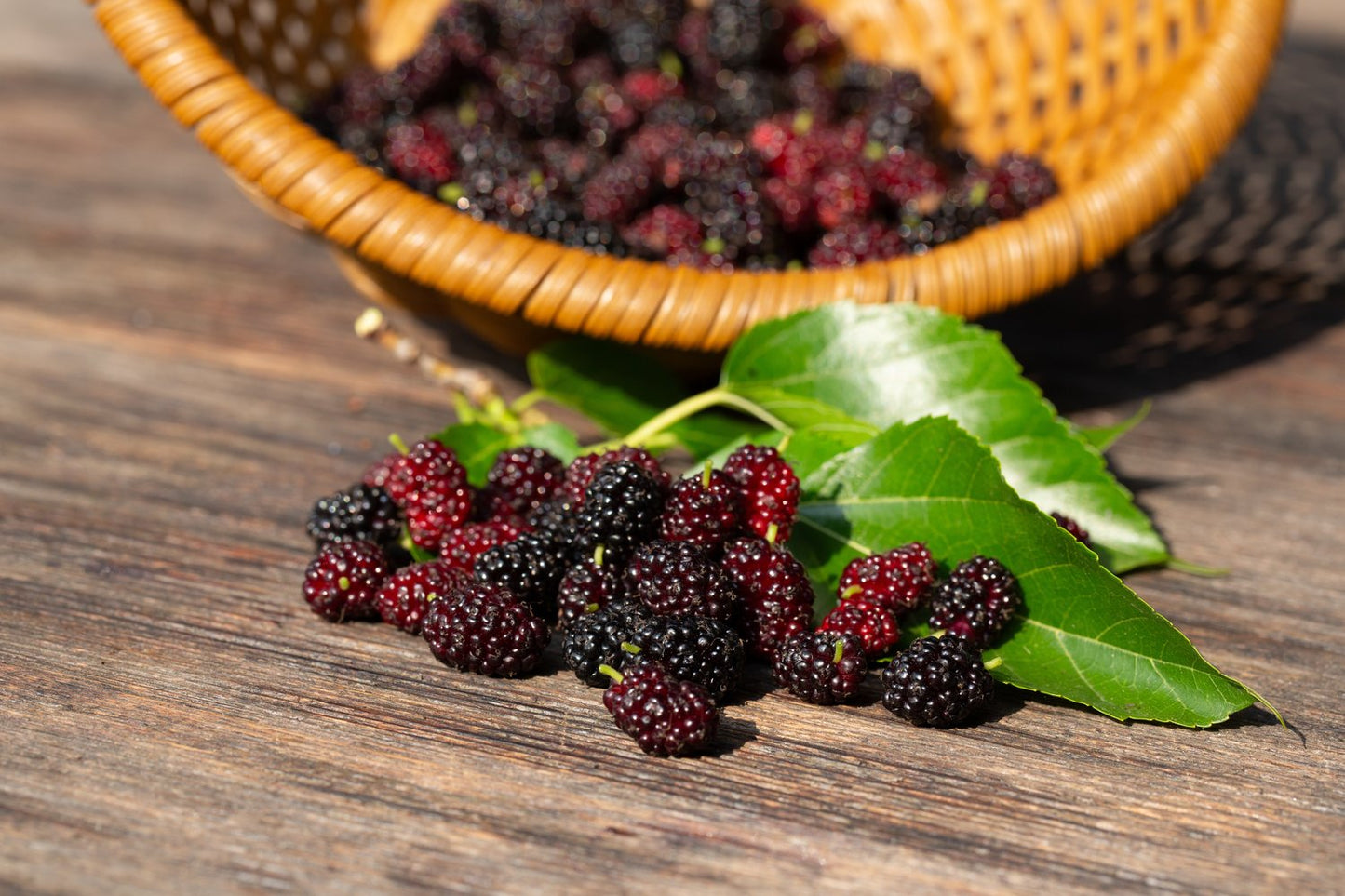 Morus MOJO BERRY