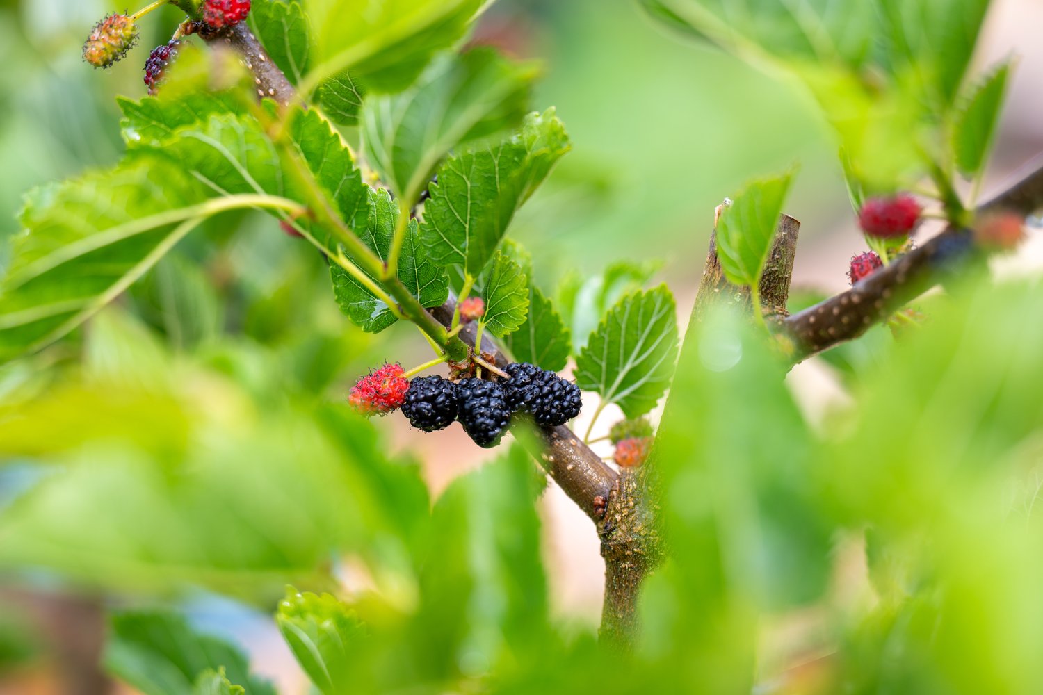 Morus MOJO BERRY