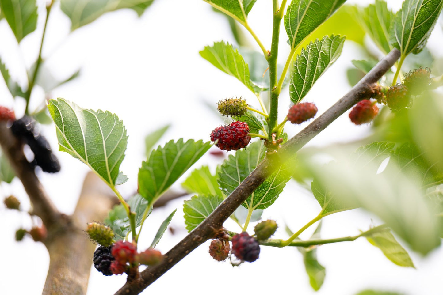 Morus MOJO BERRY