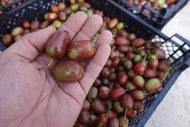 Actinidia arguta 'Ken's Red'