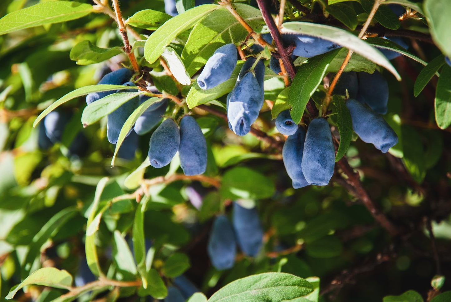 Lonicera caerulea 'Balalaika'