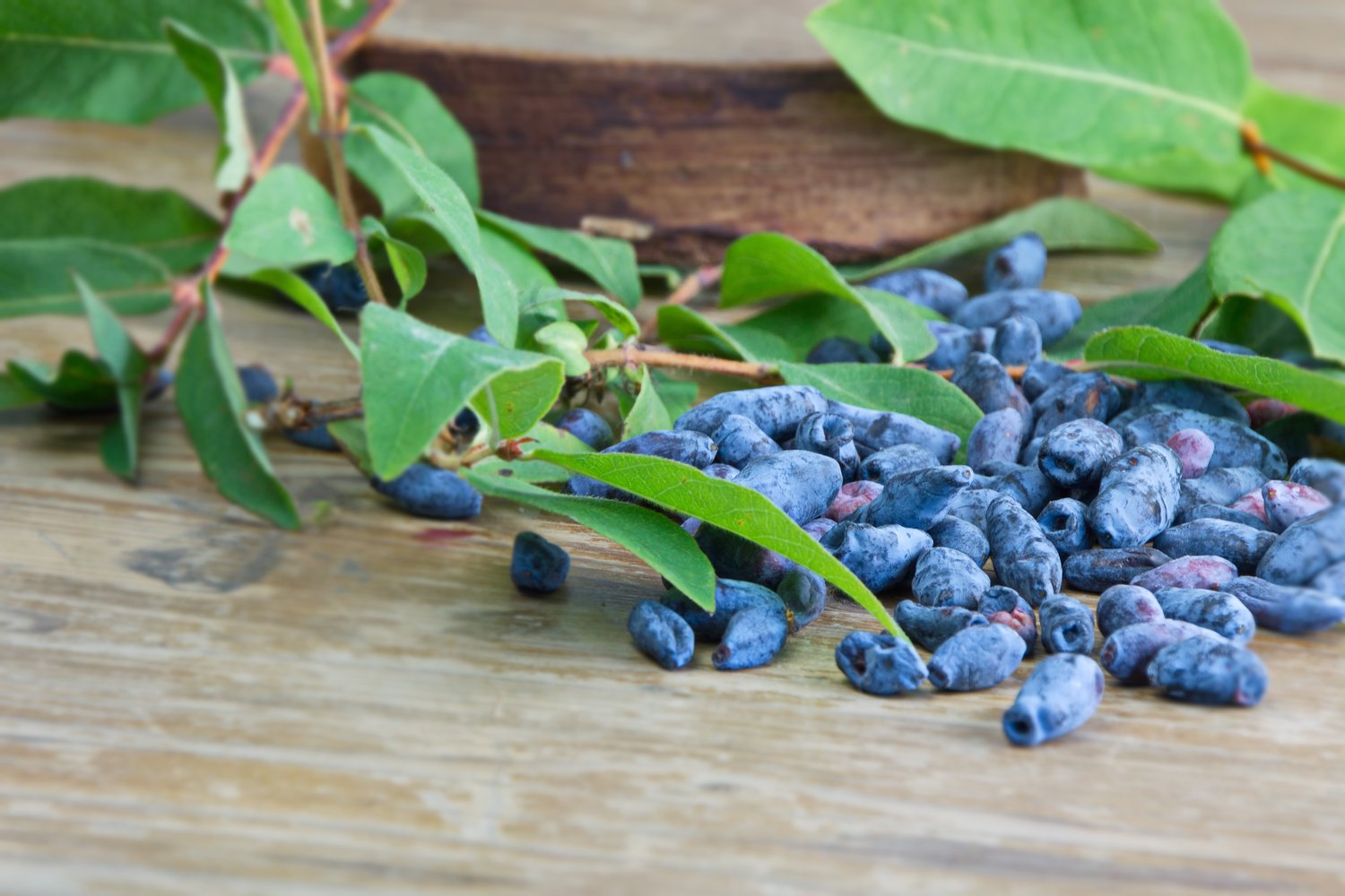 Lonicera caerulea 'Balalaika'