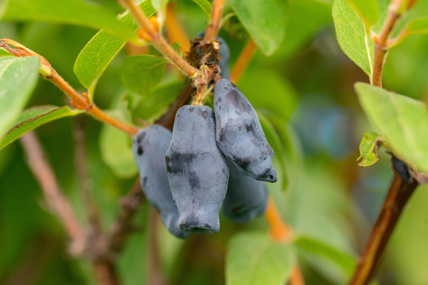 Lonicera caerulea 'Balalaika'