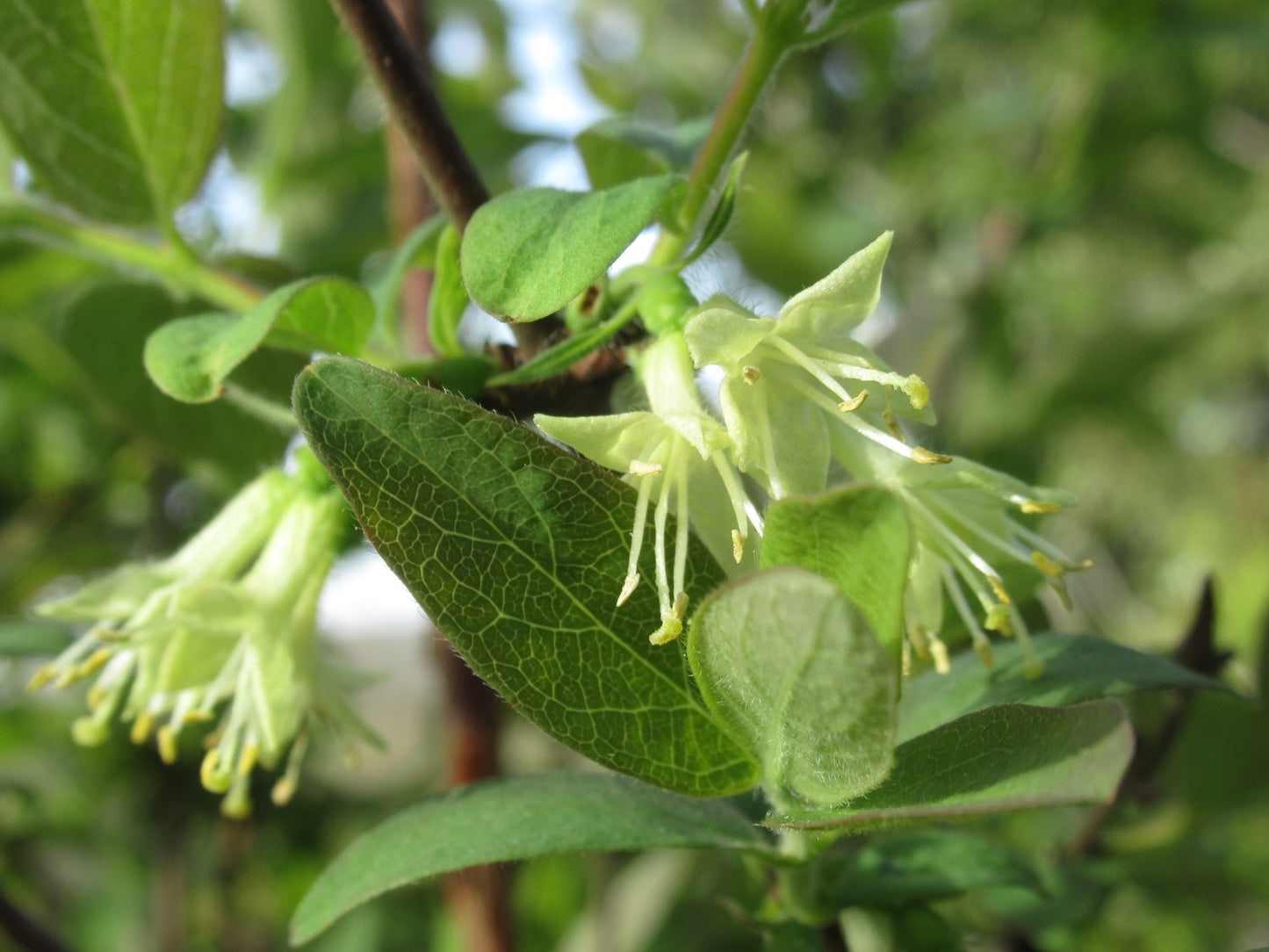 Lonicera caerulea 'Balalaika'