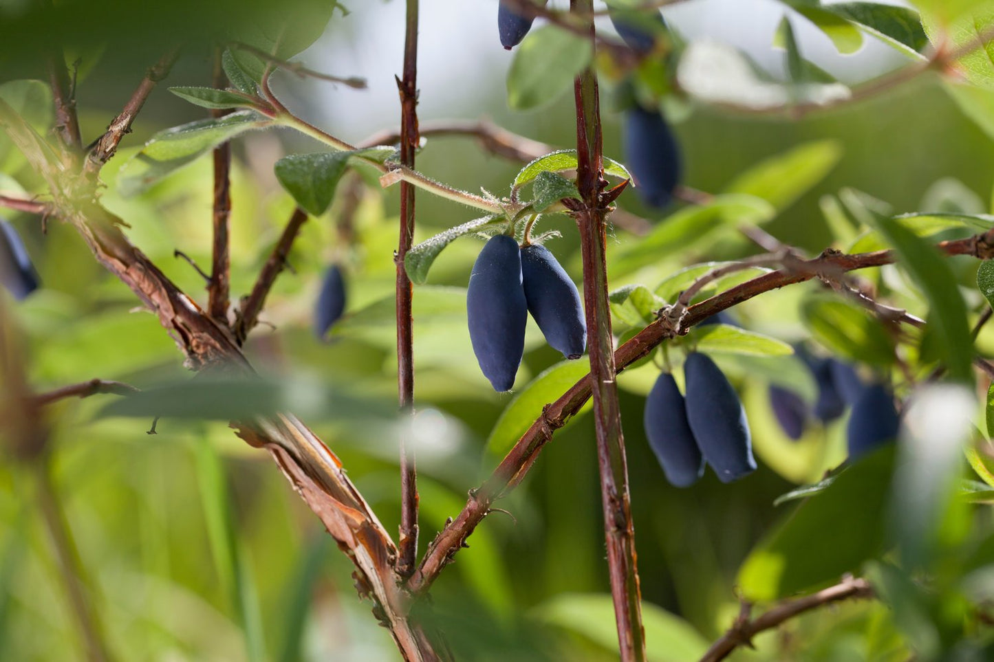 Lonicera caerulea var. kamtschatica 'Aurora'