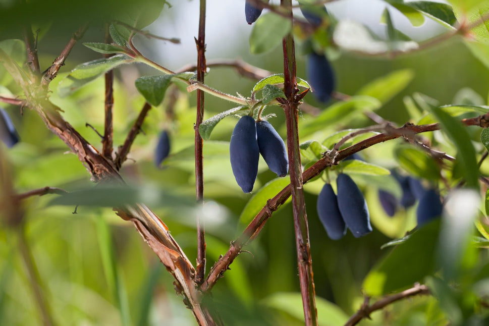 Lonicera caerulea var. kamtschatica 'Aurora'