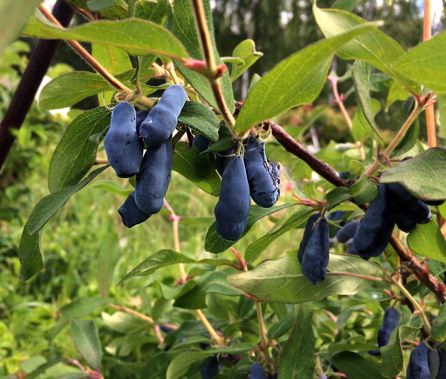 Lonicera caerulea var. kamtschatica 'Aurora'