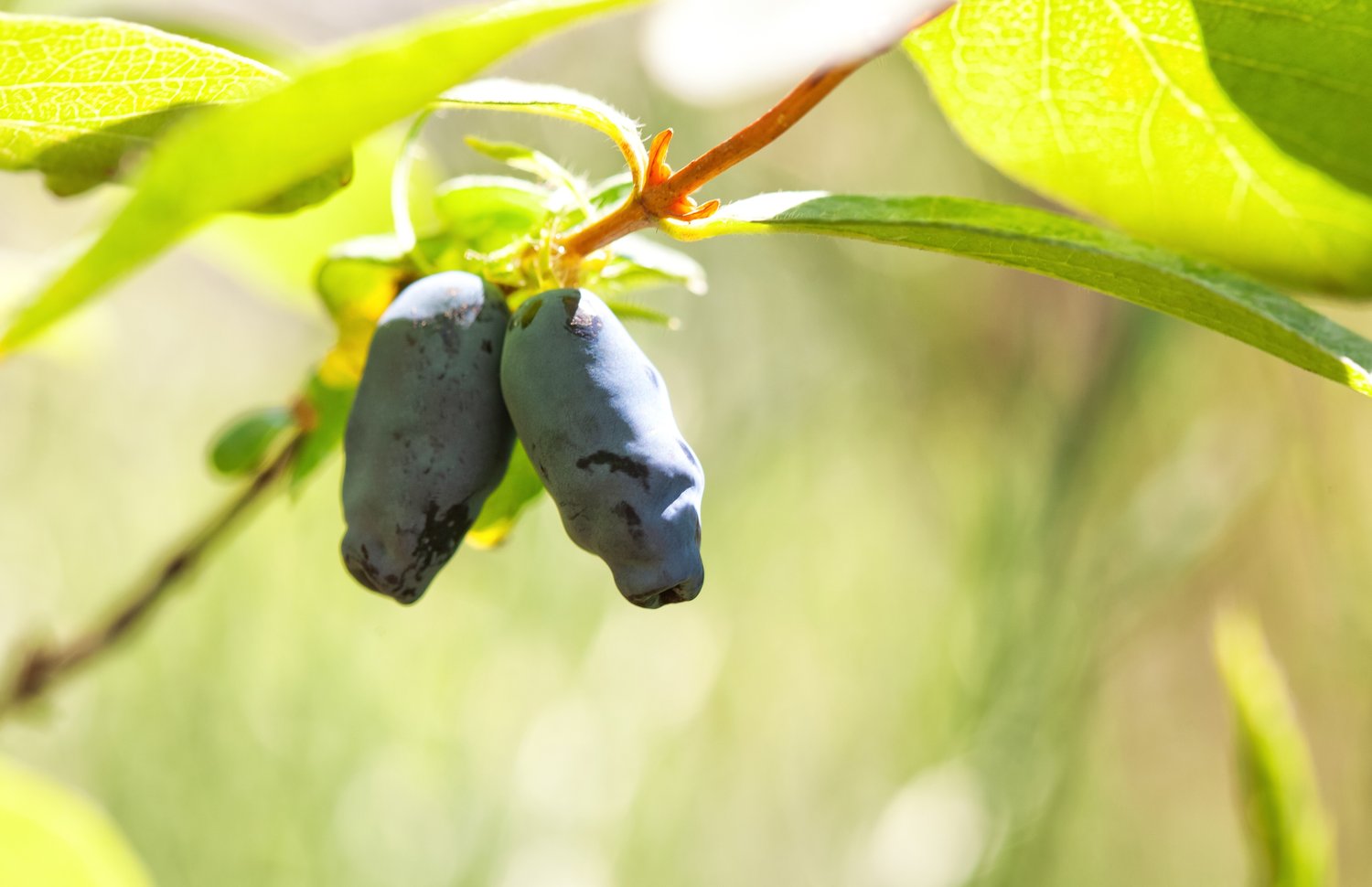 Lonicera caerulea var. kamtschatica 'Aurora'