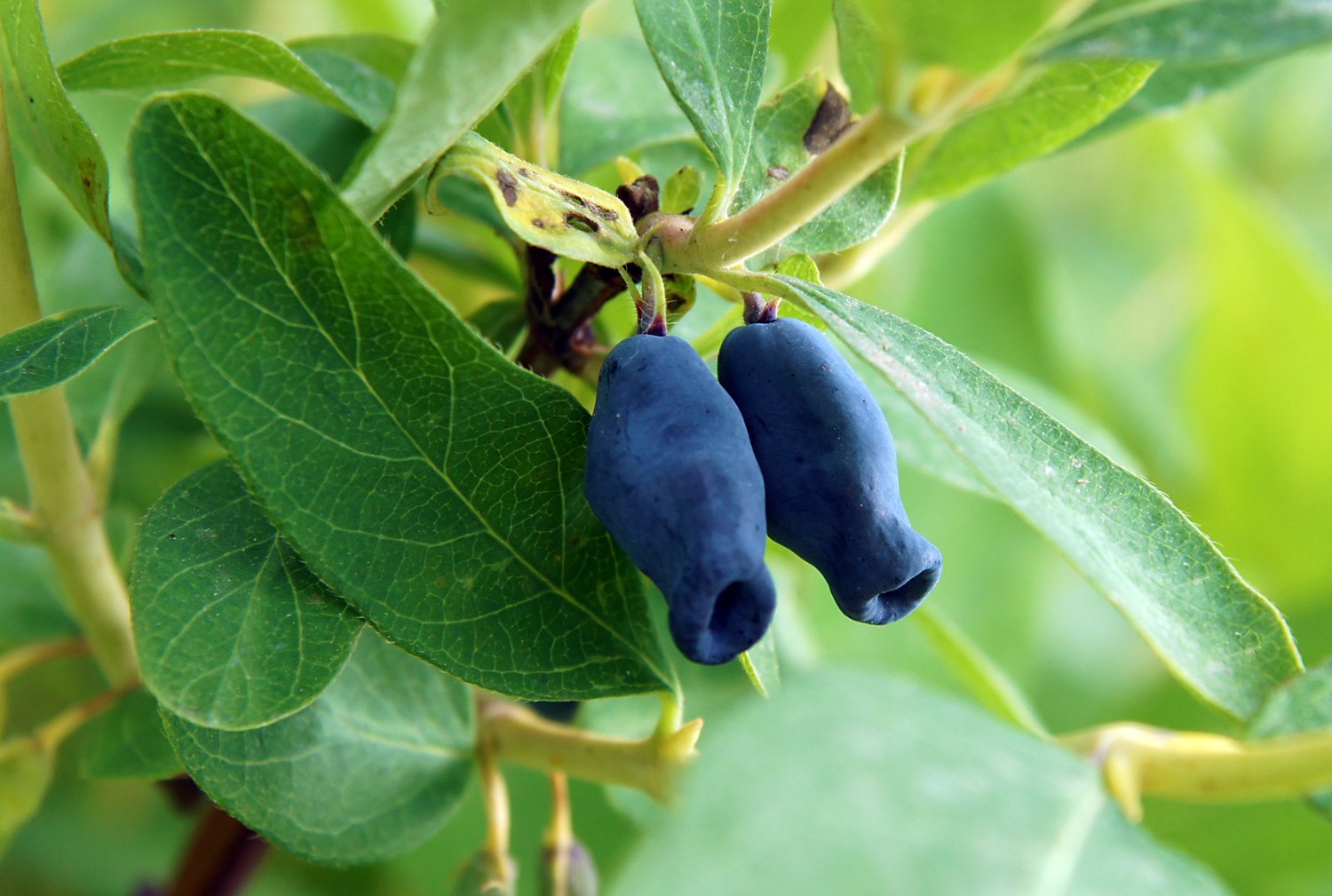 Lonicera caerulea var. kamtschatica 'Duet'