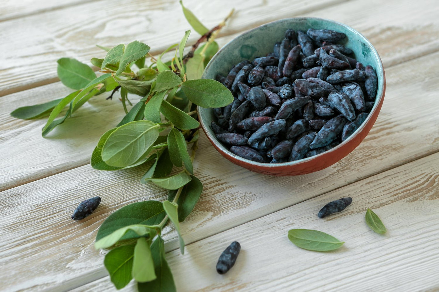 Lonicera caerulea var. kamtschatica 'Duet'