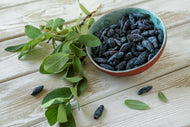 Lonicera caerulea var. kamtschatica 'Duet'