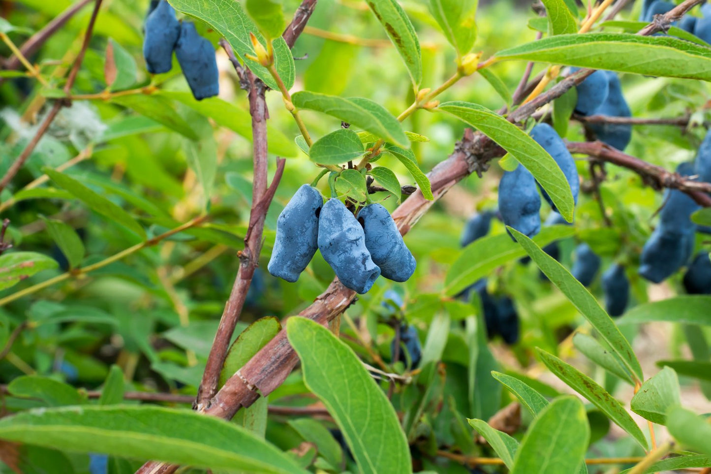 Lonicera caerulea var. kamtschatica 'Duet'