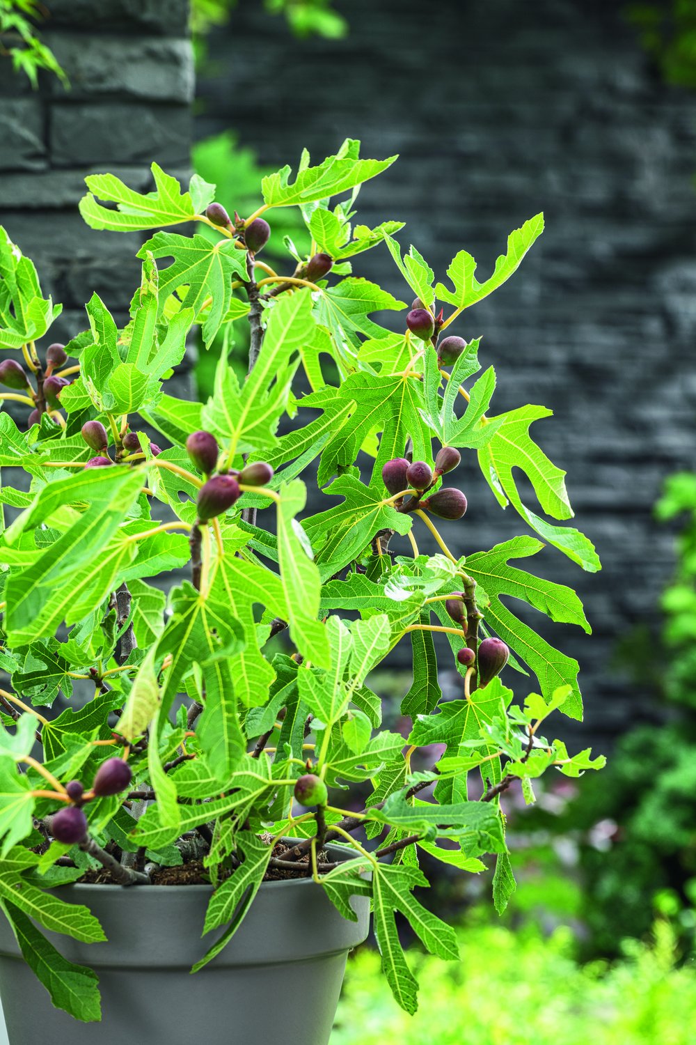 Ficus carica LITTLE MISS FIGGY