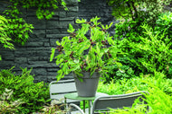 Ficus carica LITTLE MISS FIGGY