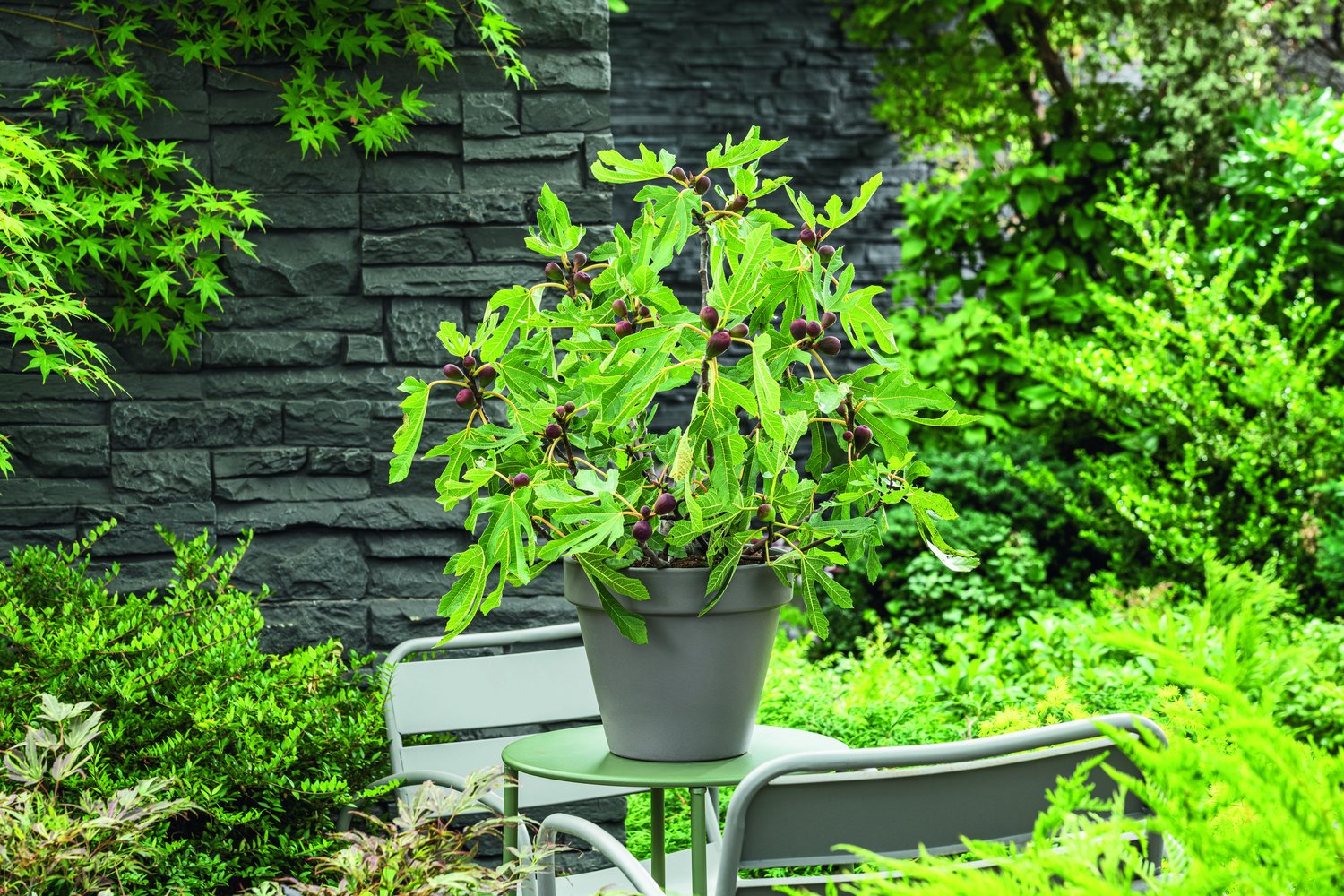 Ficus carica LITTLE MISS FIGGY