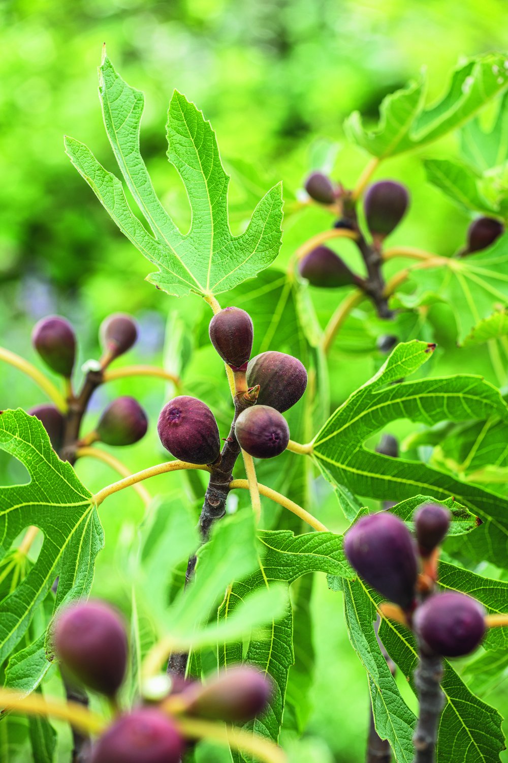 Ficus carica LITTLE MISS FIGGY