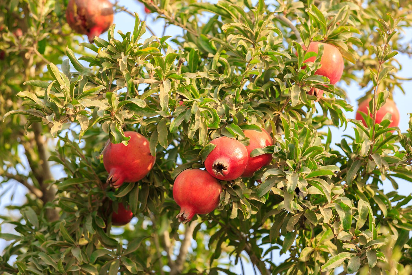 Punica granatum