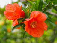 Punica granatum