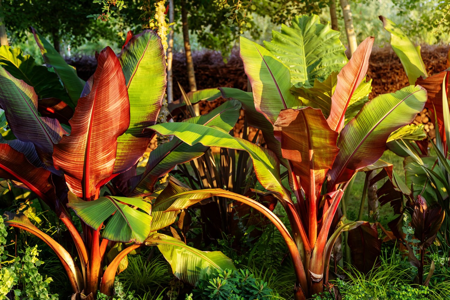 Ensete ventricosum Maurelli