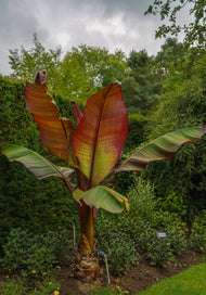 Ensete ventricosum Maurelli