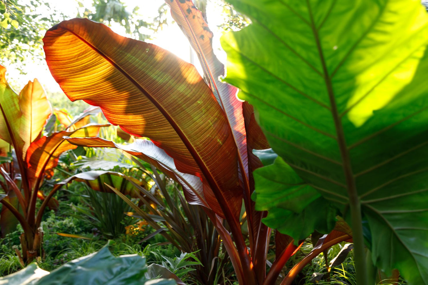 Ensete ventricosum Maurelli
