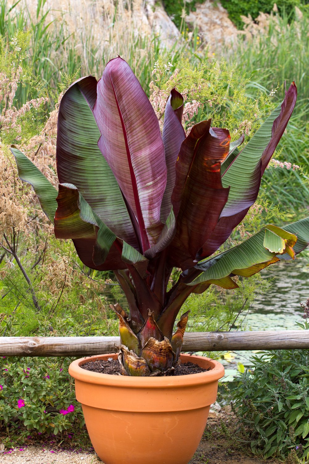 Ensete ventricosum Maurelli
