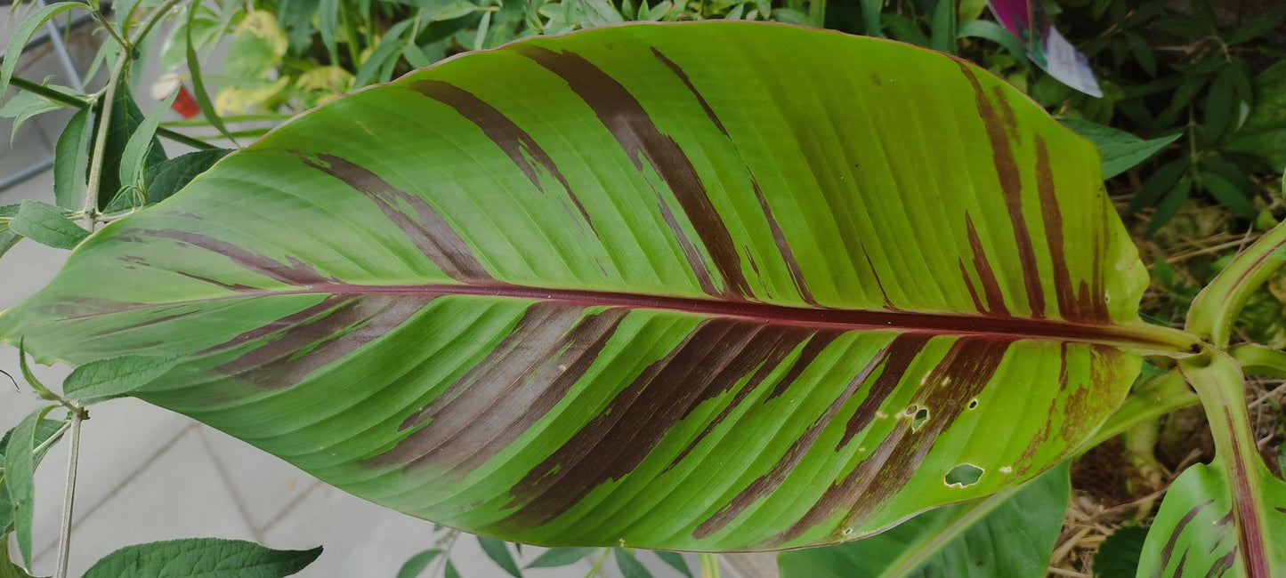 Musa sikkimensis Ever Red