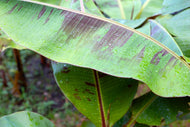 Musa sikkimensis Ever Red