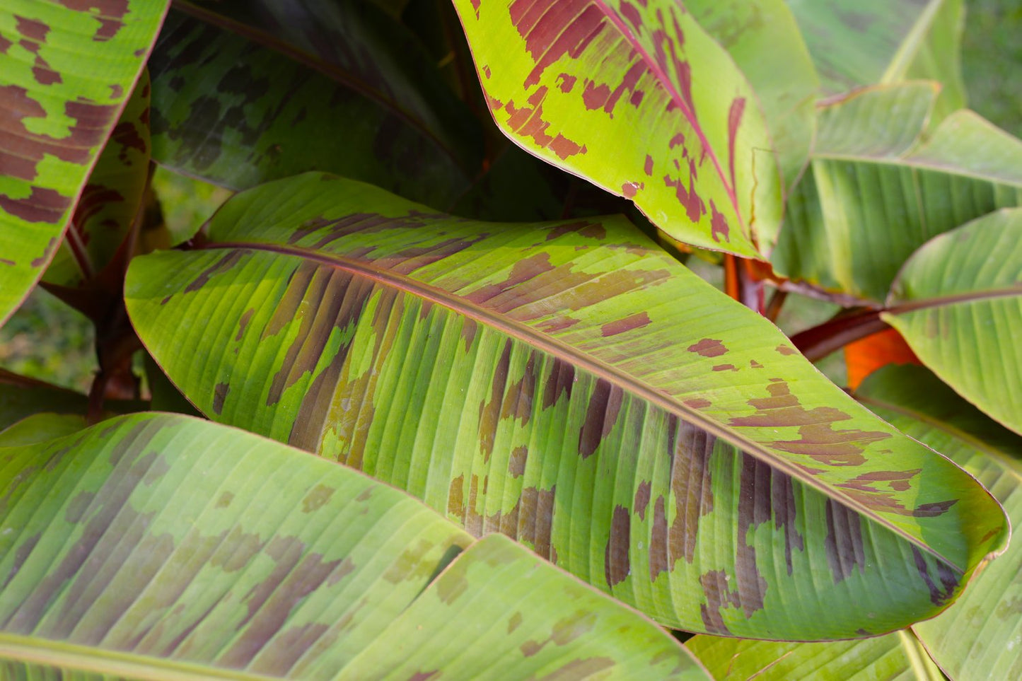 Musa sikkimensis Ever Red