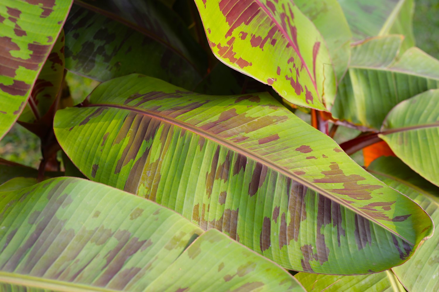 Musa sikkimensis Ever Red