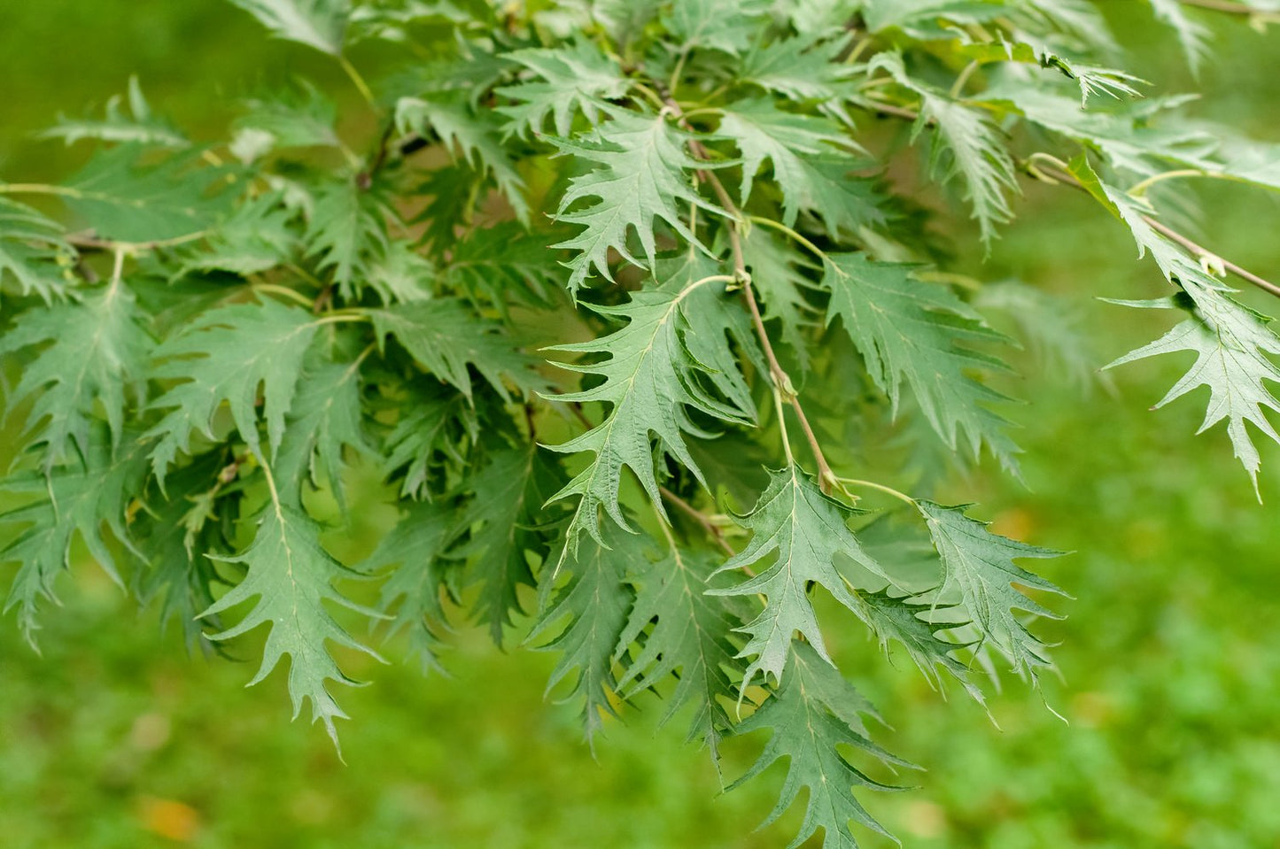 Betula pendula Dalecarlica E, Utr 150-200
