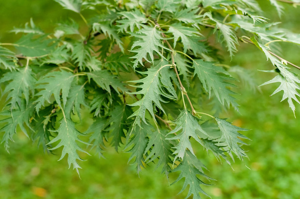 Betula pendula Dalecarlica E, Utr 150-200