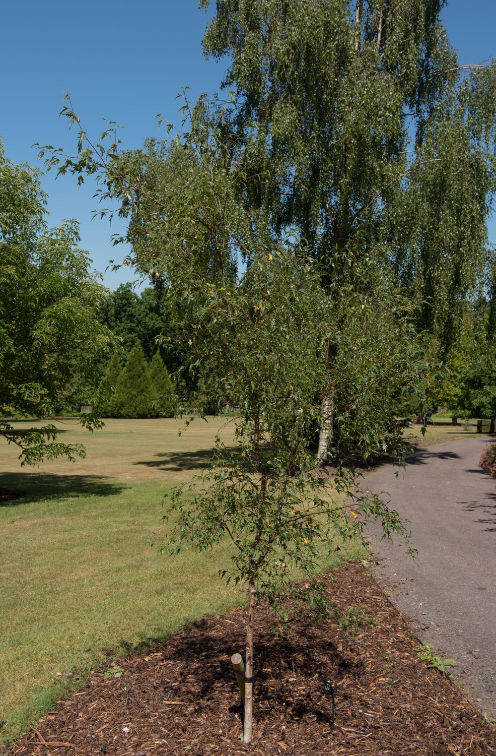 Betula pendula Dalecarlica E, Utr 150-200