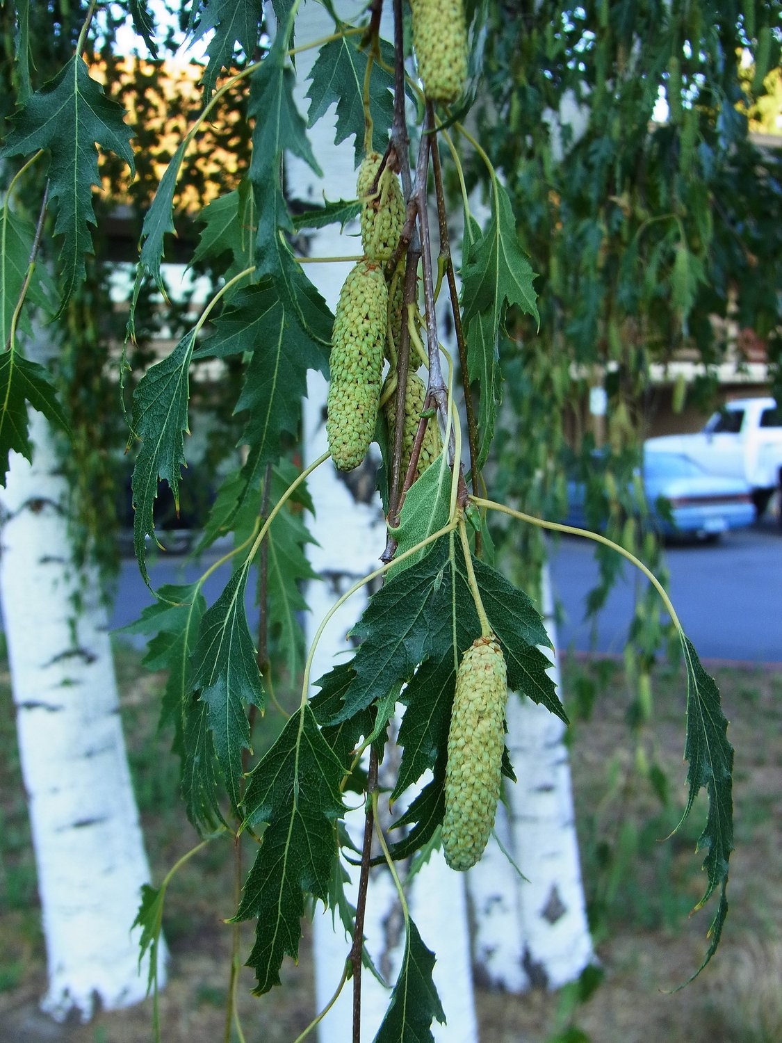 Betula pendula Dalecarlica E, Utr 150-200