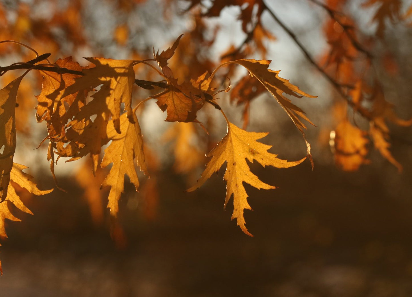 Betula pendula Dalecarlica E, Utr 150-200
