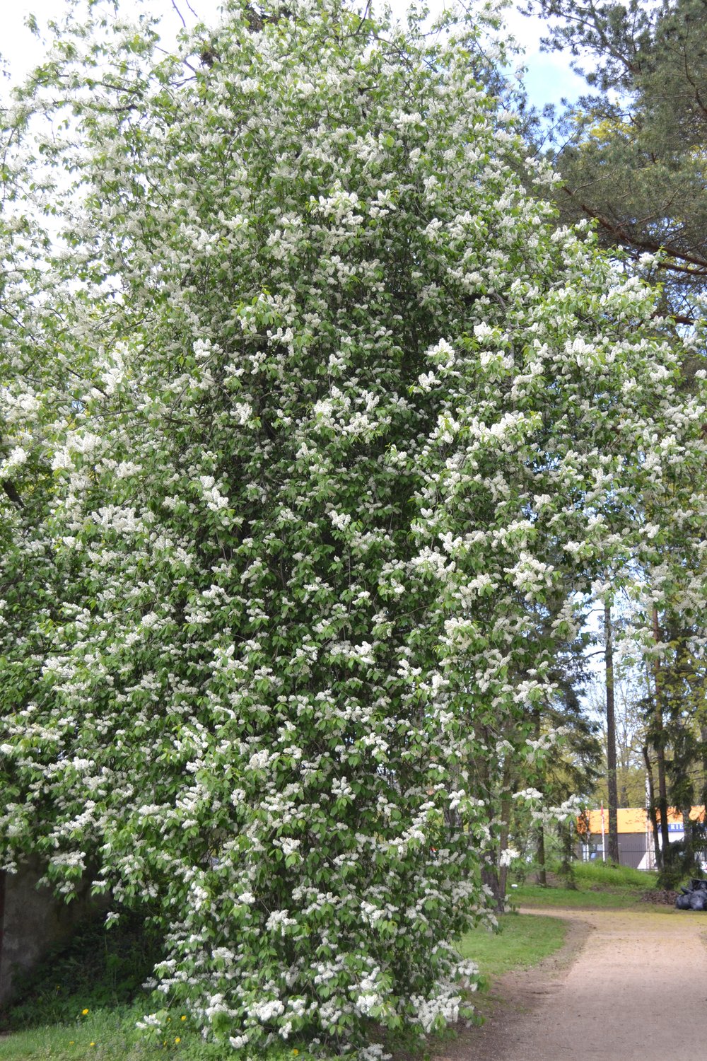 Prunus padus Fk Ultuna E, Utr 150-200