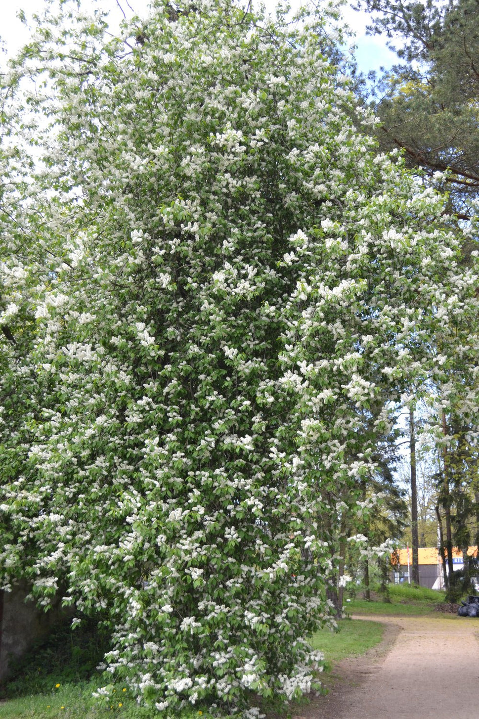 Prunus padus Fk Ultuna E, Utr 150-200
