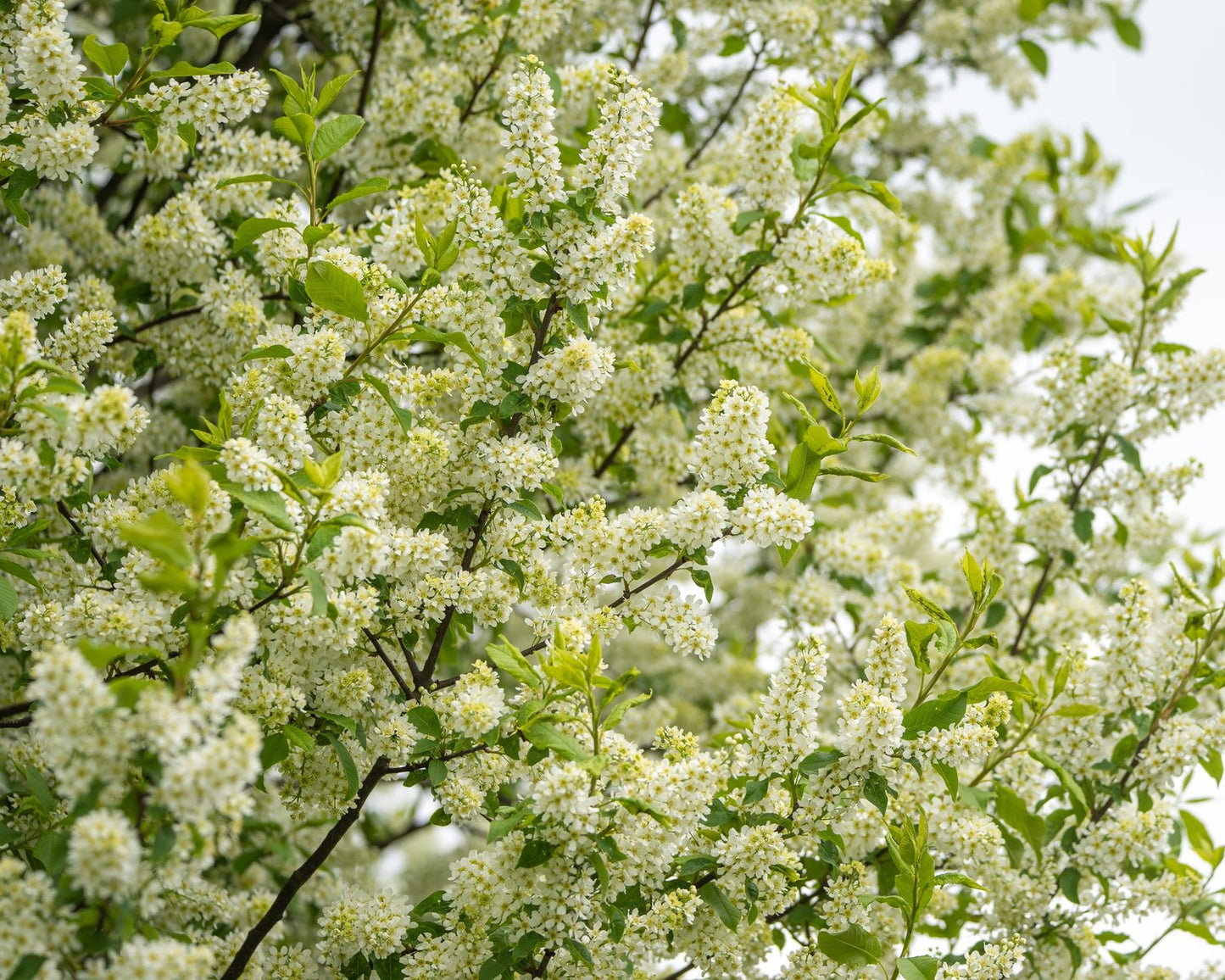 Prunus padus Fk Ultuna E, Utr 150-200