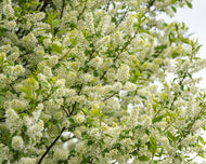 Prunus padus Fk Ultuna E, Utr 150-200