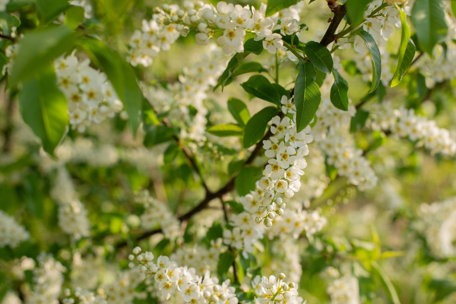 Prunus padus Fk Ultuna E, Utr 150-200
