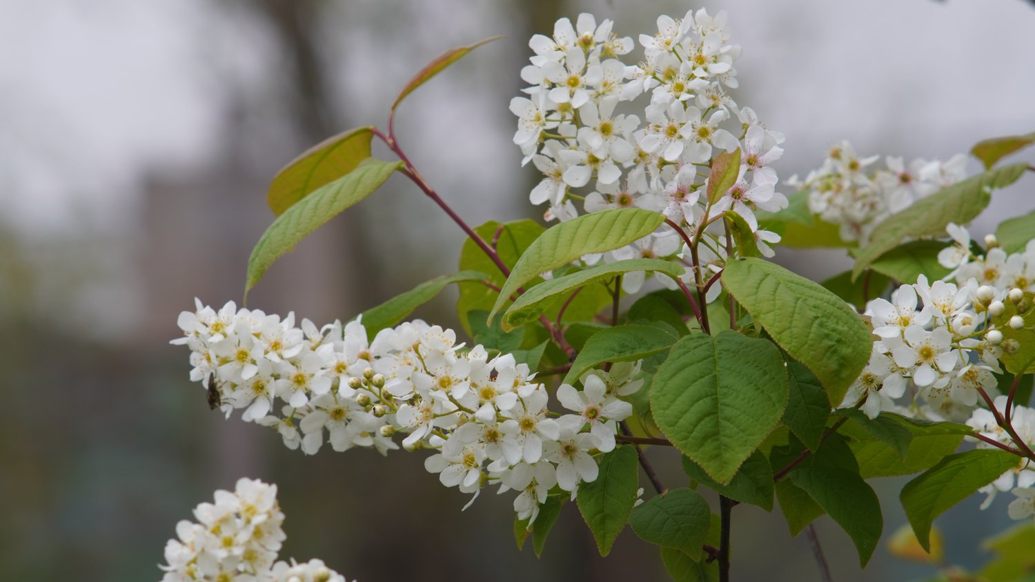 Prunus padus Fk Ultuna E, Utr 150-200