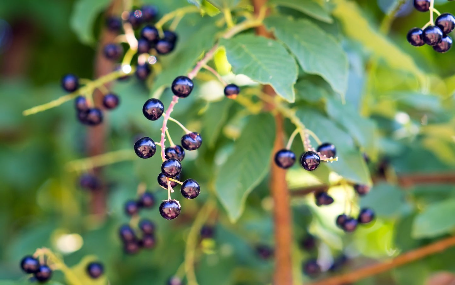 Prunus padus Fk Ultuna E, Utr 150-200