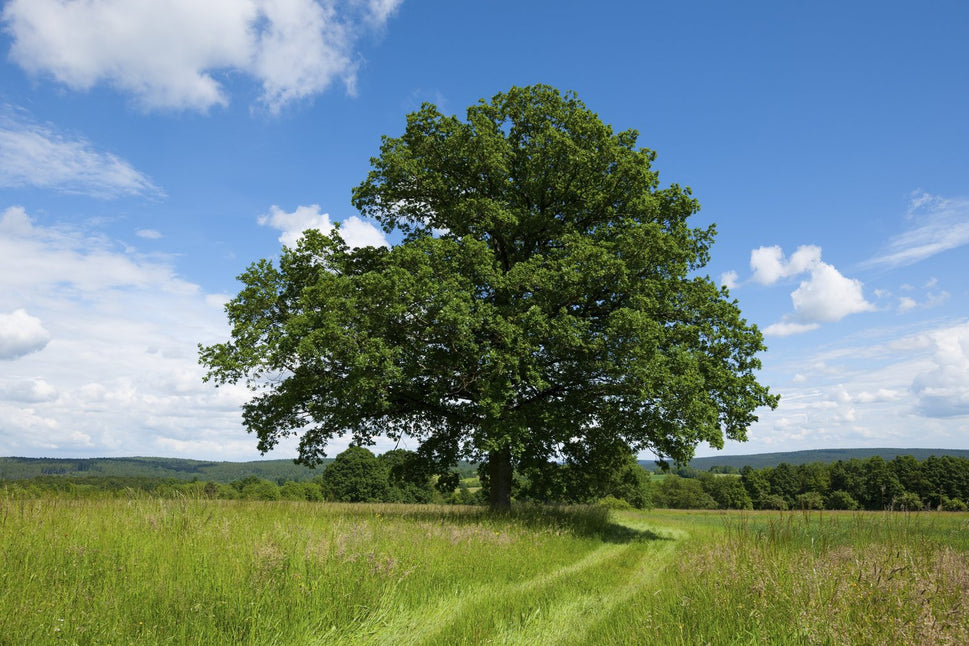 Quercus robur Fk Linköping E, Utr 150-200 Co