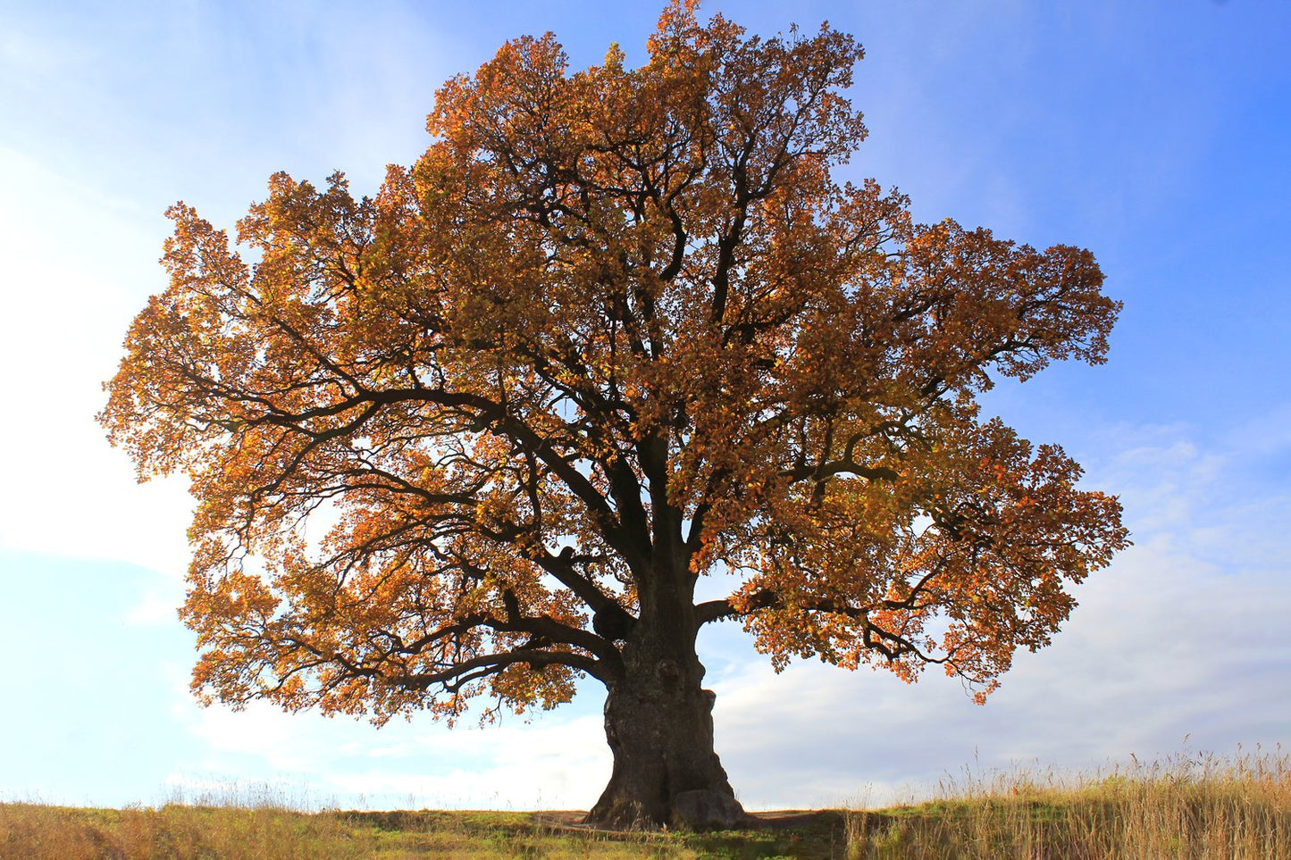 Quercus robur Fk Linköping E, Utr 150-200 Co
