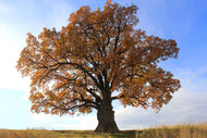 Quercus robur Fk Linköping E, Utr 150-200 Co