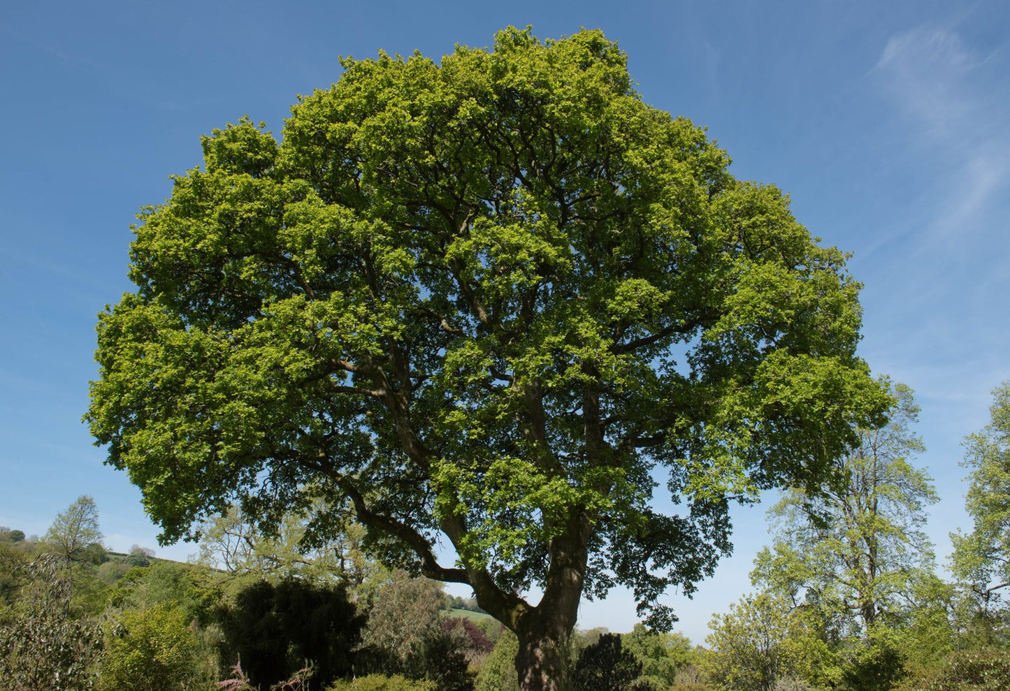 Quercus robur Fk Linköping E, Utr 150-200 Co