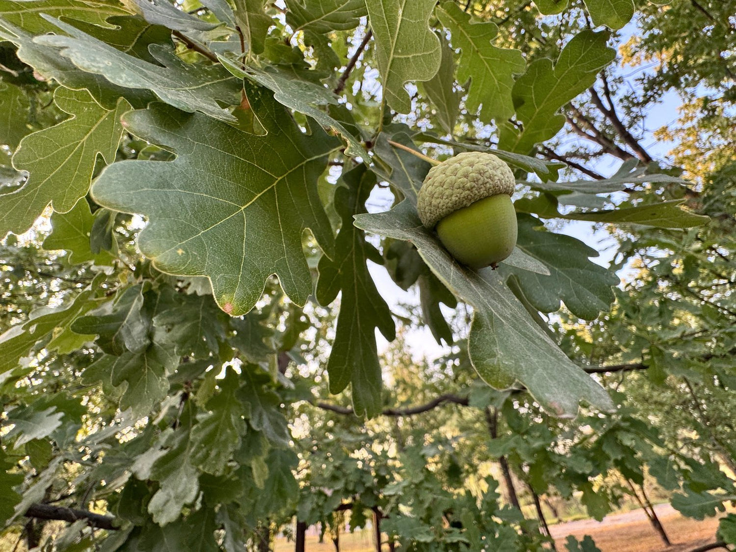 Quercus robur Fk Linköping E, Utr 150-200 Co